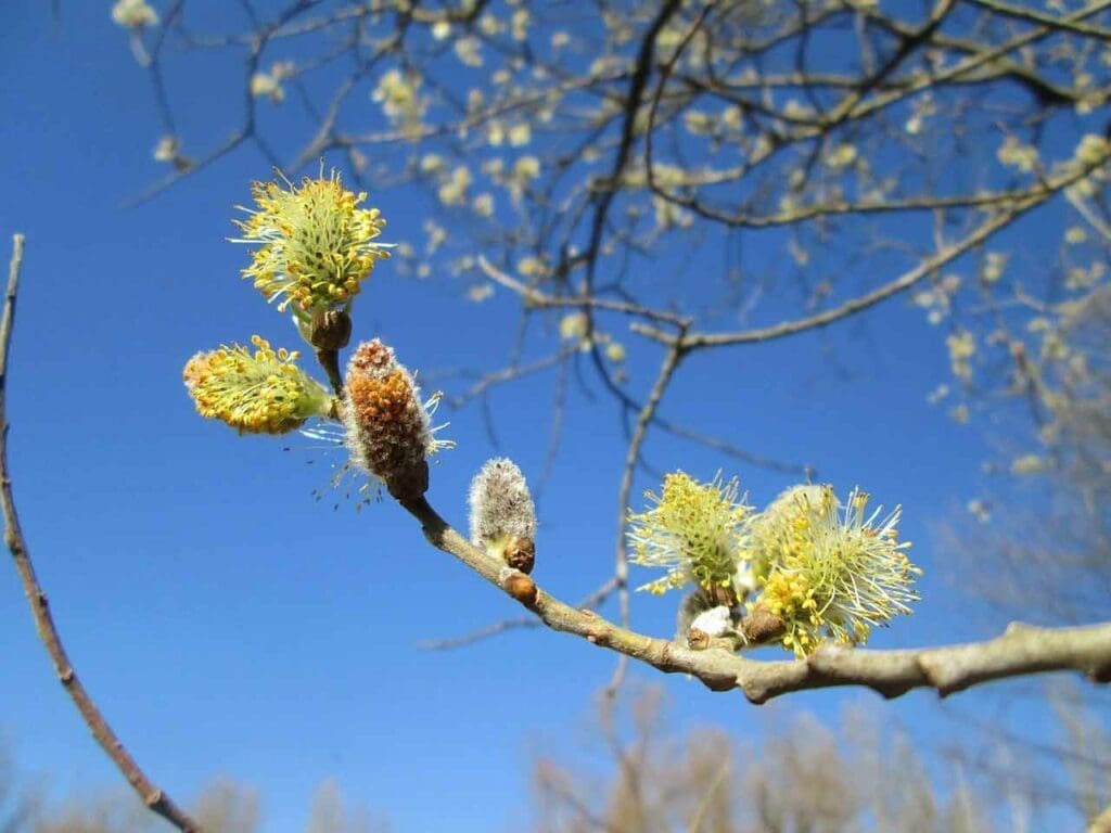 Grey willow catkins in spring