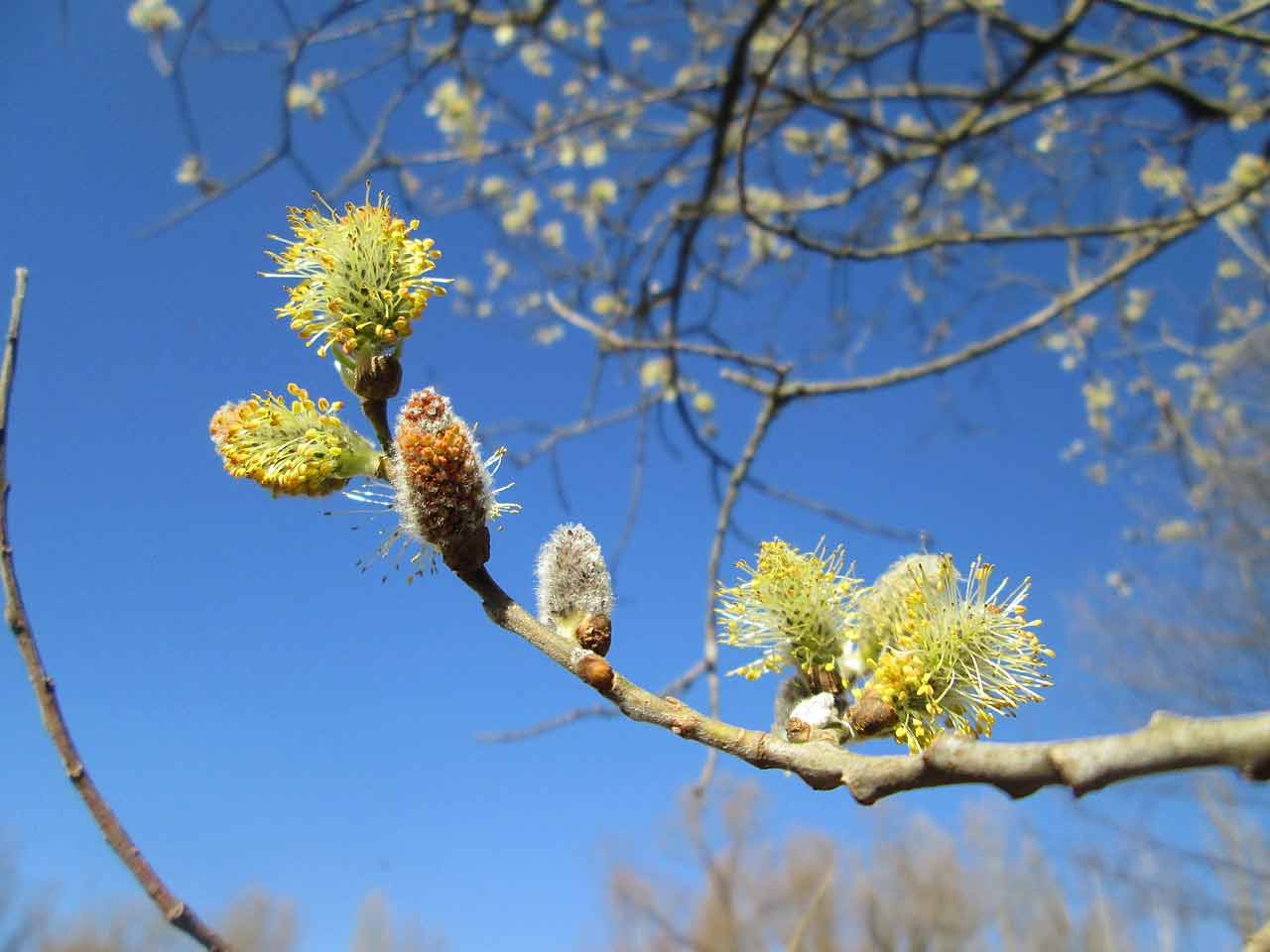 Grey willow flowers against a blue spring sky