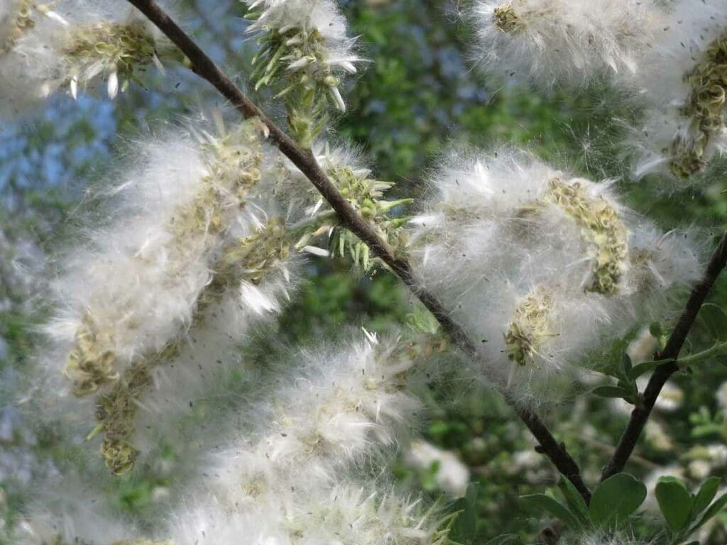 Tiny, fluffy grey willow seeds