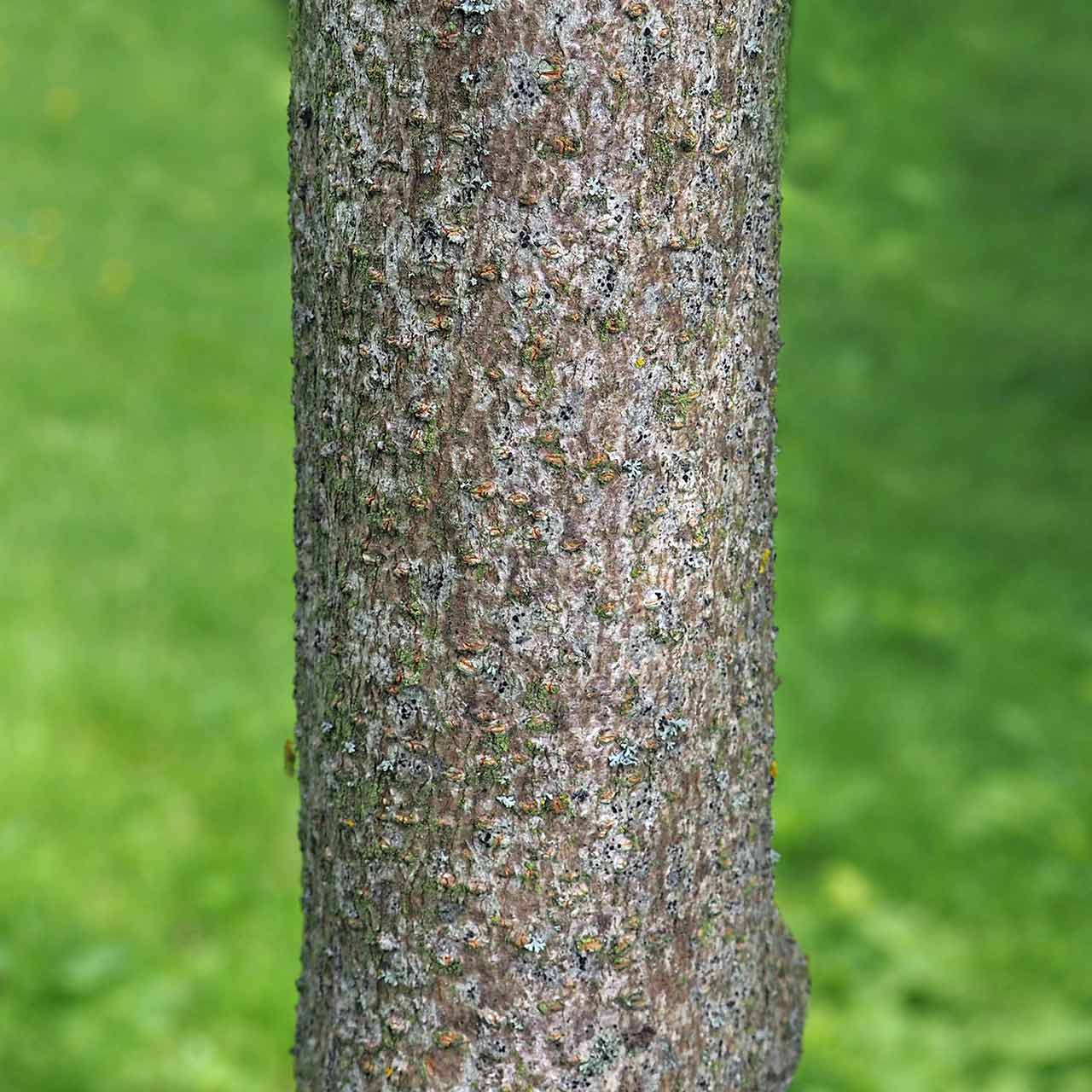 How to identify Guelder Rose Grow Native Trees from Seed
