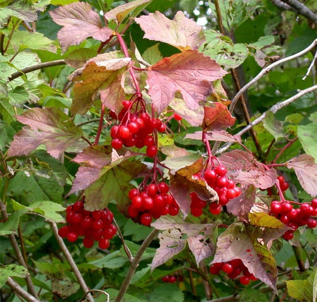 Bunches of guelder rose berries