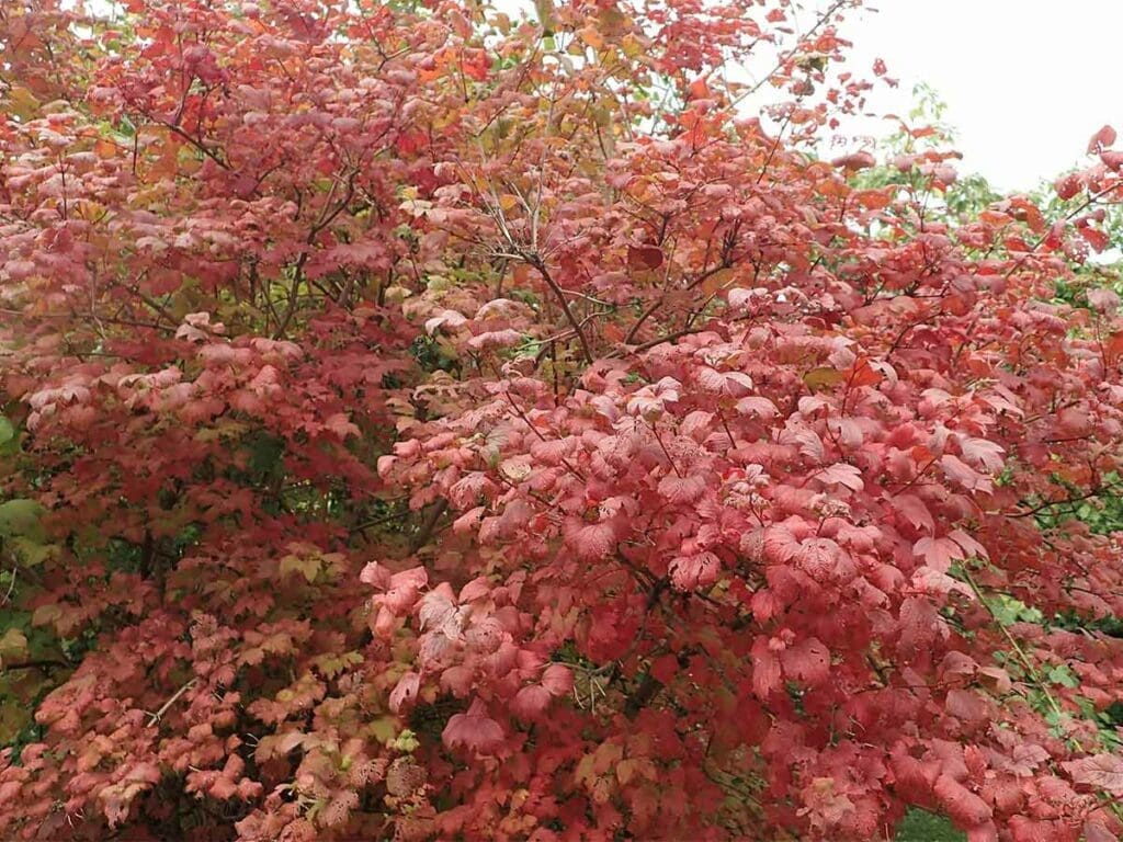 Guelder rose's vibrant autumn colour on the edge of a young woodland
