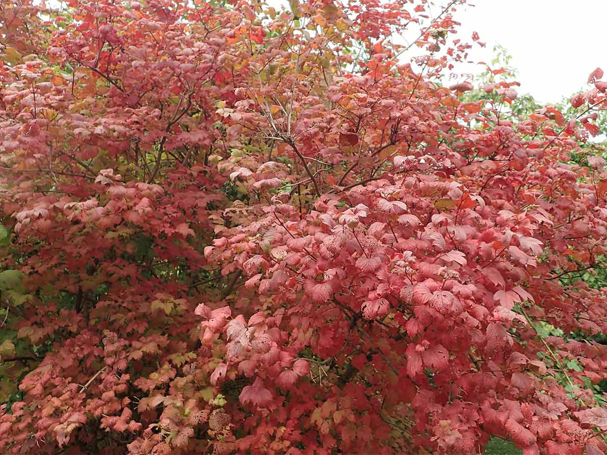 How to identify Guelder Rose Grow Native Trees from Seed