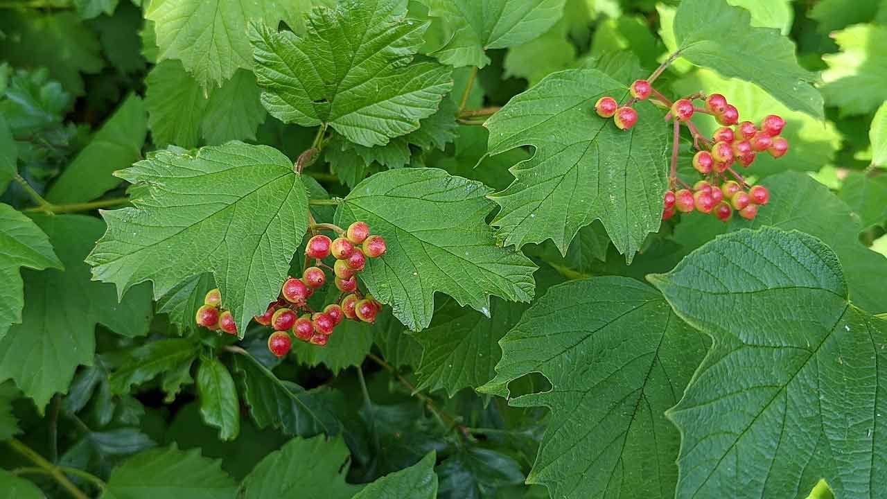 How to identify Guelder Rose Grow Native Trees from Seed