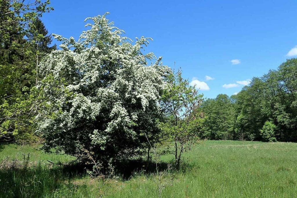 A solitary hawthorn in a field