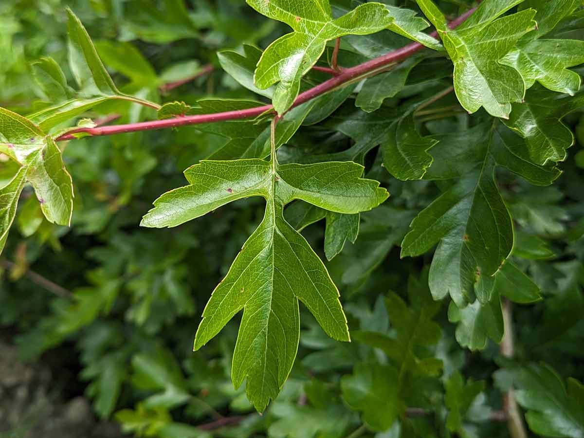 How To Identify Hawthorn Crataegus Monogyna