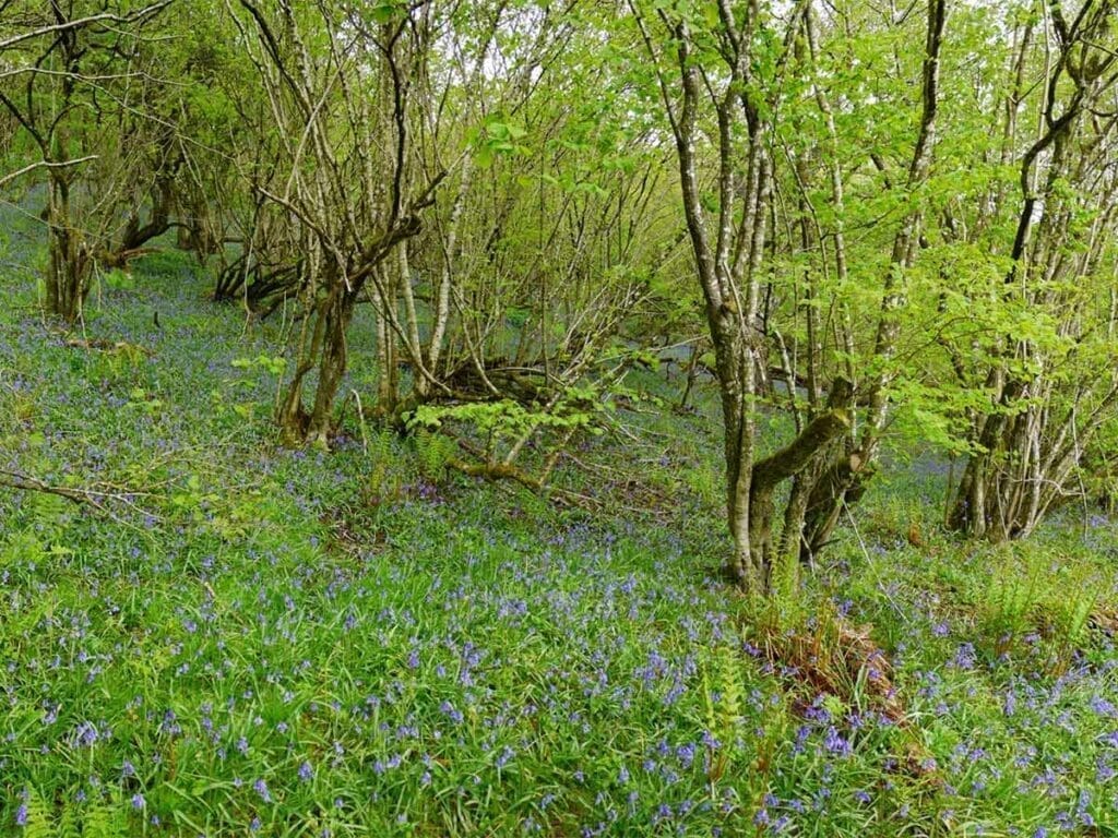 An old hazel coppice with a carpet of bluebells