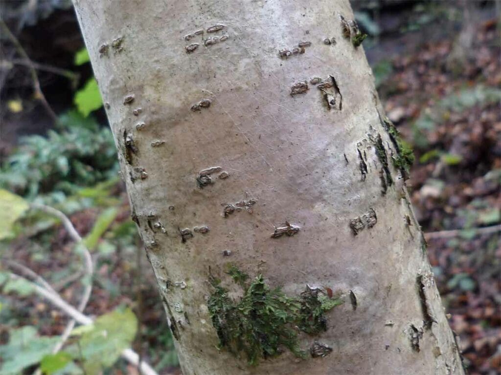 The bark of a large hazel stem