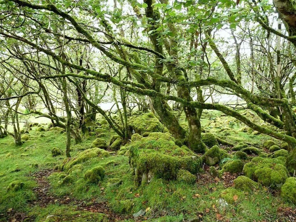 Old hazel copse with lots of moss