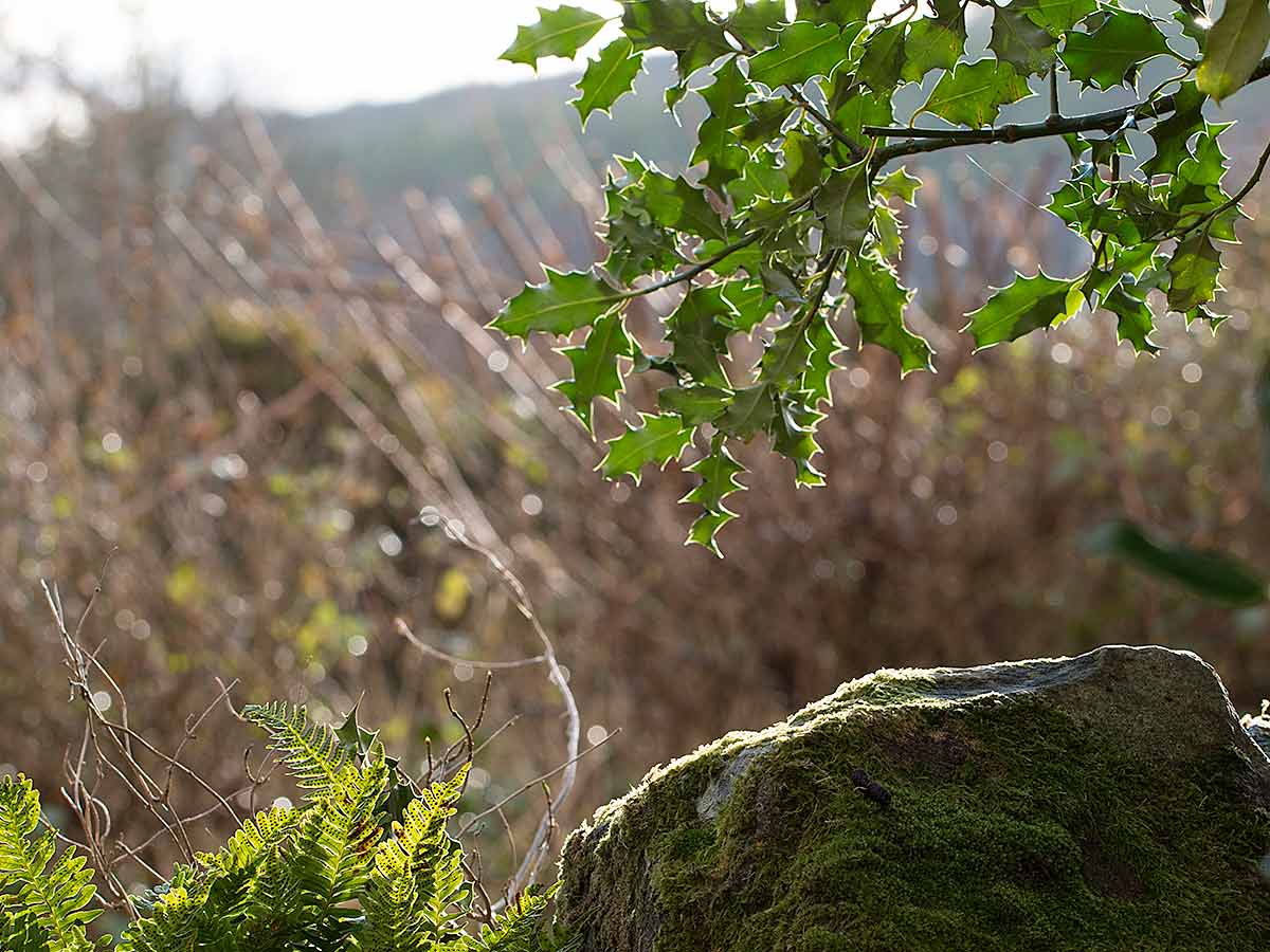 How to identify Holly Grow Native Trees from Seed