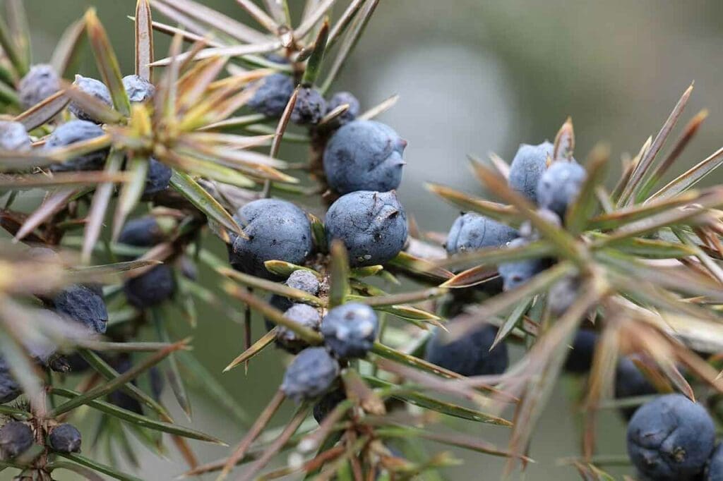 How To Grow Juniper Nativetreesfromseed