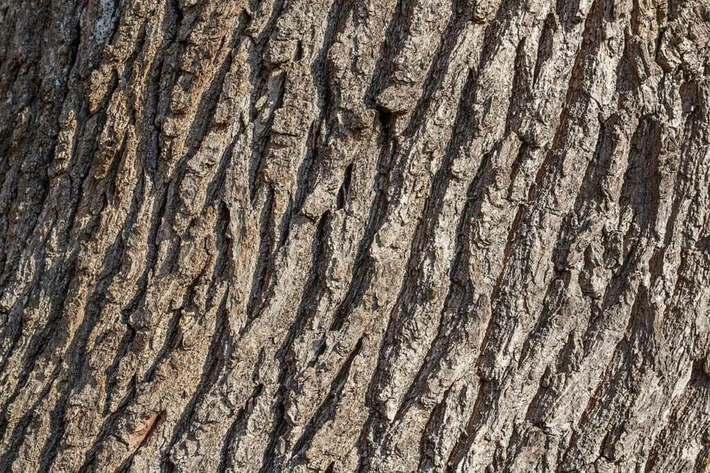 The fissured bark of a pedunculate oak