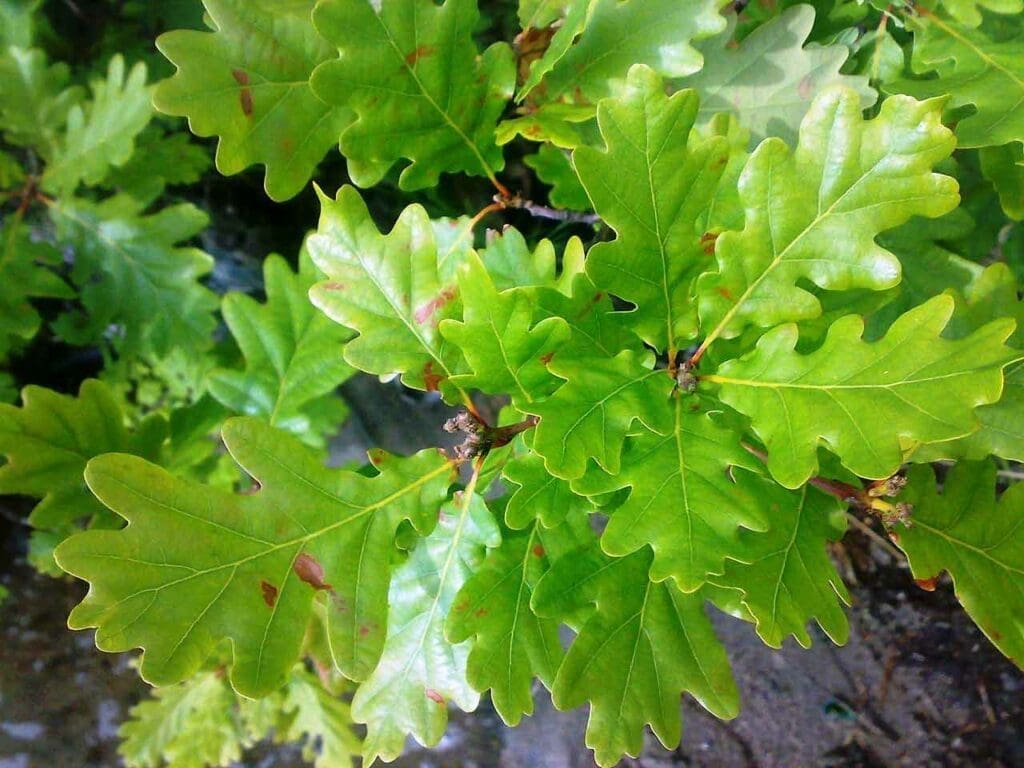 Pedunculate oak leaves