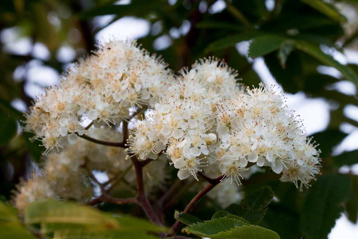 How to Identify Rowan (Sorbus aucuparia)