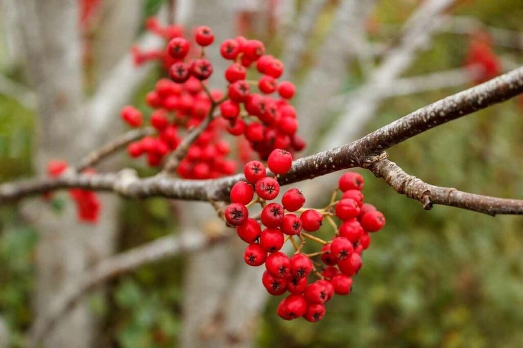 Ripe rowan berries