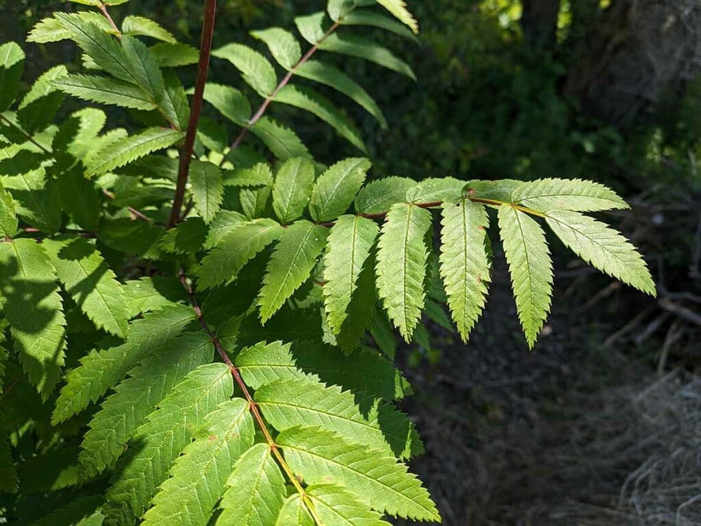 Rowan leaves in late spring