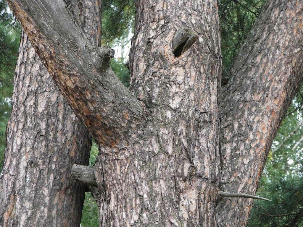 Scots pine bark