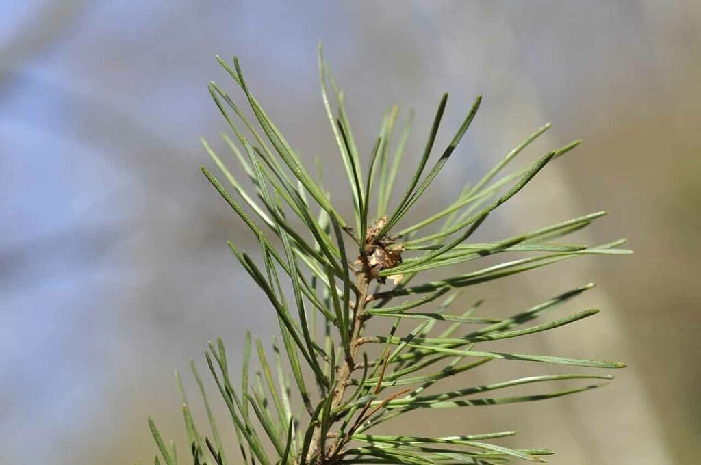 Scots pine needles