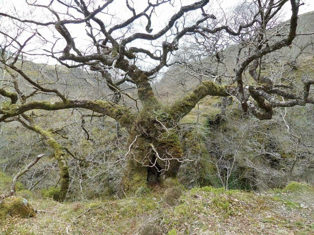 An old and twisted Sessile Oak