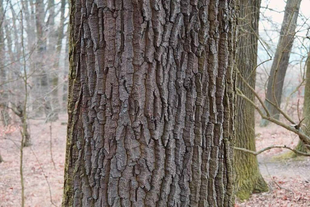 Sessile oak bark