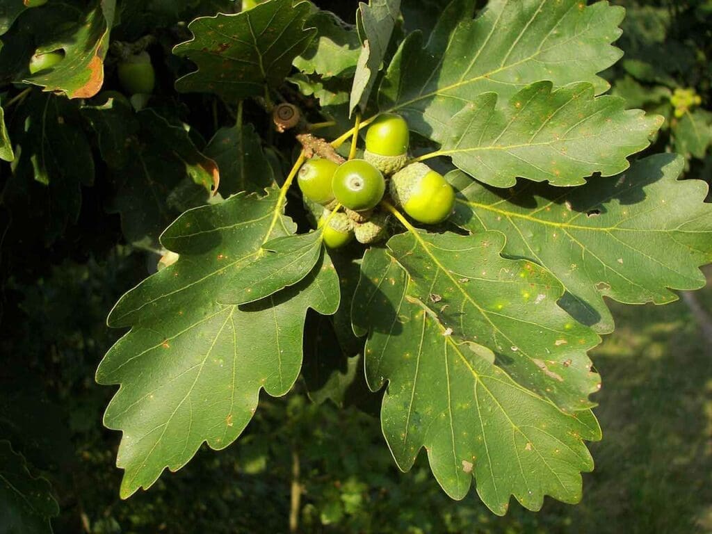 Sessile oak acorns on a tree