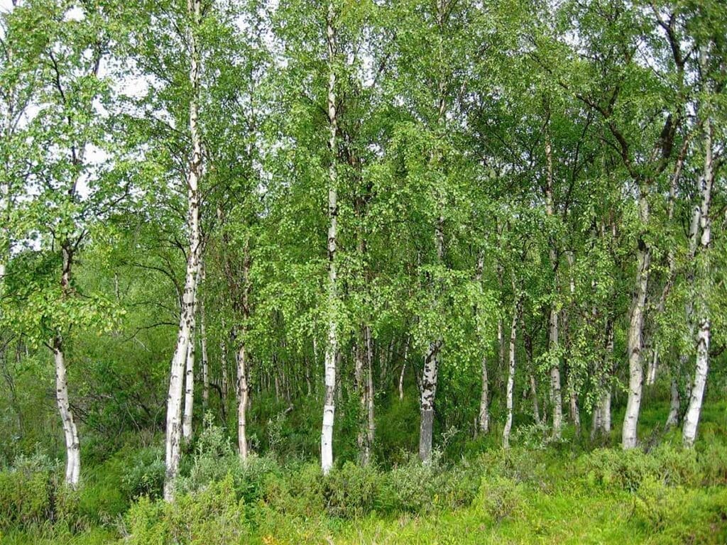 A stand of silver birch