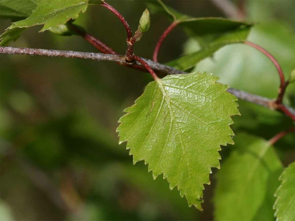 Silver birch leaf in spring