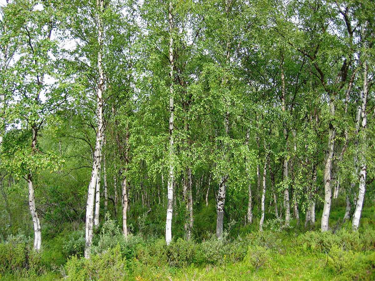 How to identify silver birch (Betula pendula) in a few steps