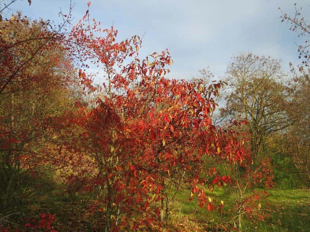 Impressive autumn colour of the spindle