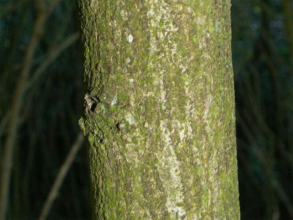 The bark of a spindle tree