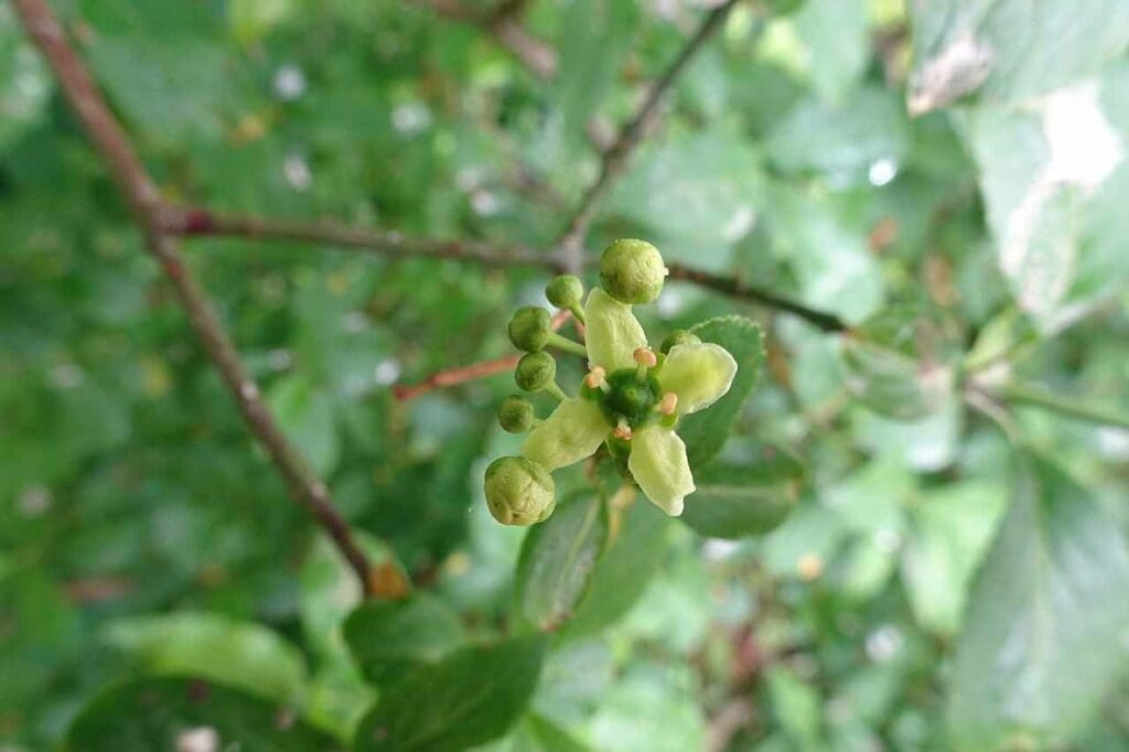 Spindle flowers