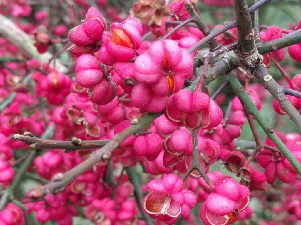 The distinctive spindle fruits
