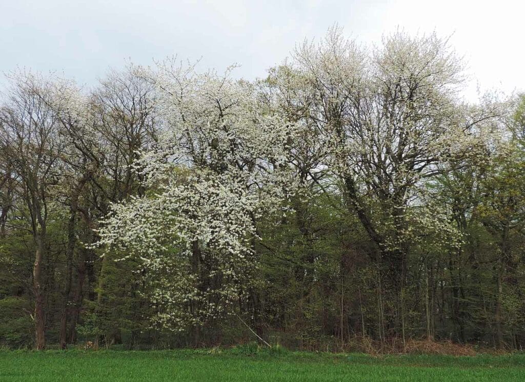Wild cherry trees on a woodland edge