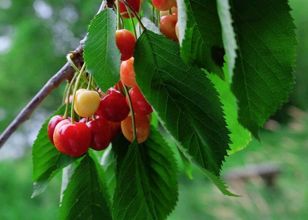 Ripening wild cherry fruits