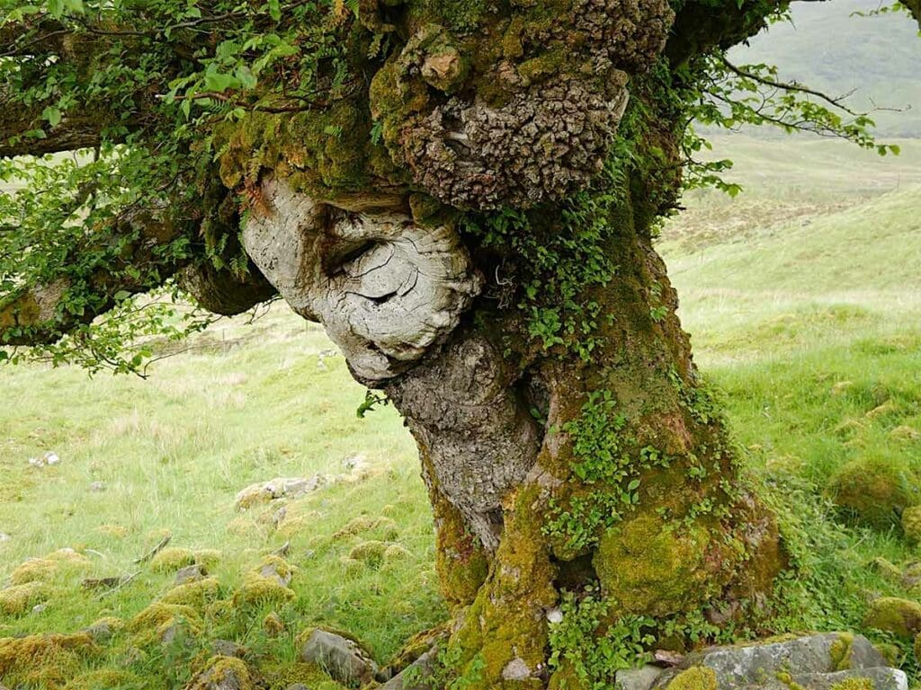 A gnarly old wych elm in Scotland