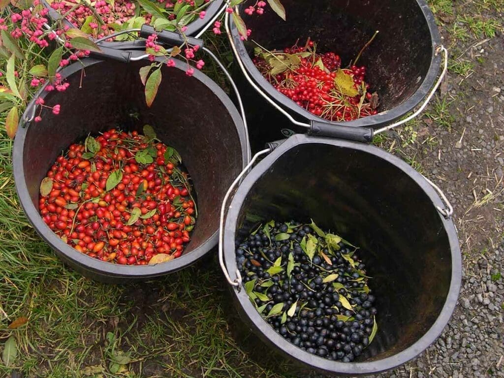 Buckets with different tree fruits
