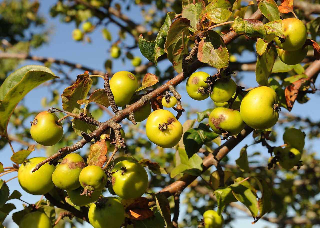 Green crab apple fruits hanging on a tree in autumn