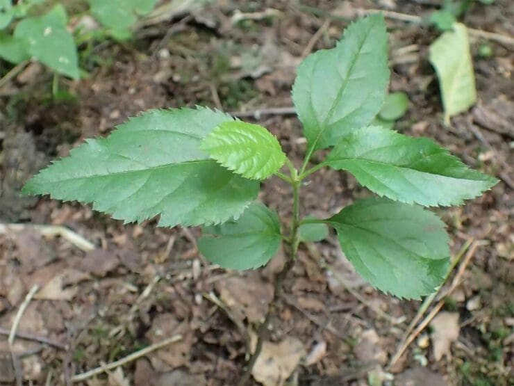 How to grow Crab Apple Grow Native Trees from Seed