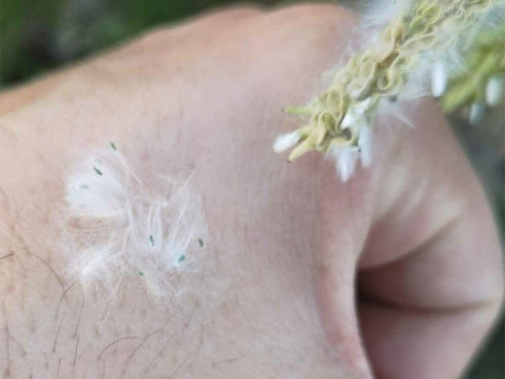 Goat willow seeds on a man's hand