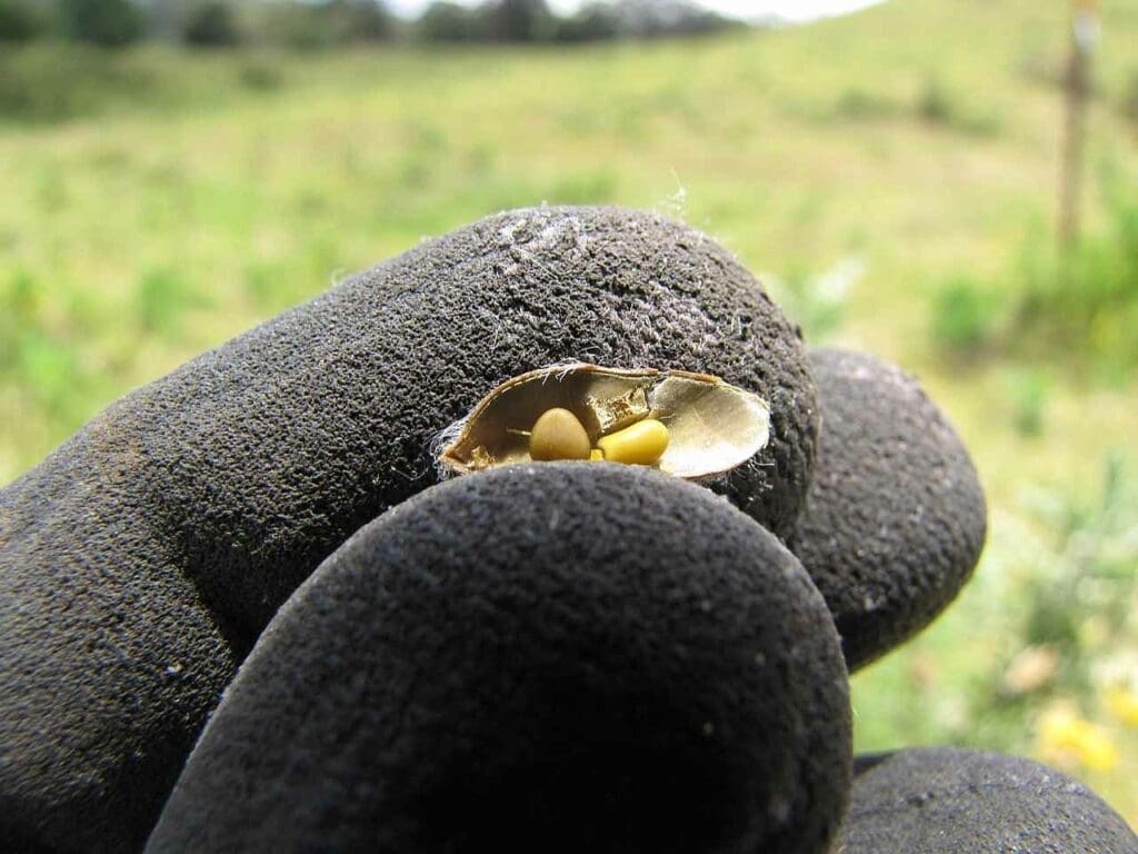 Two gorse seeds in a pod