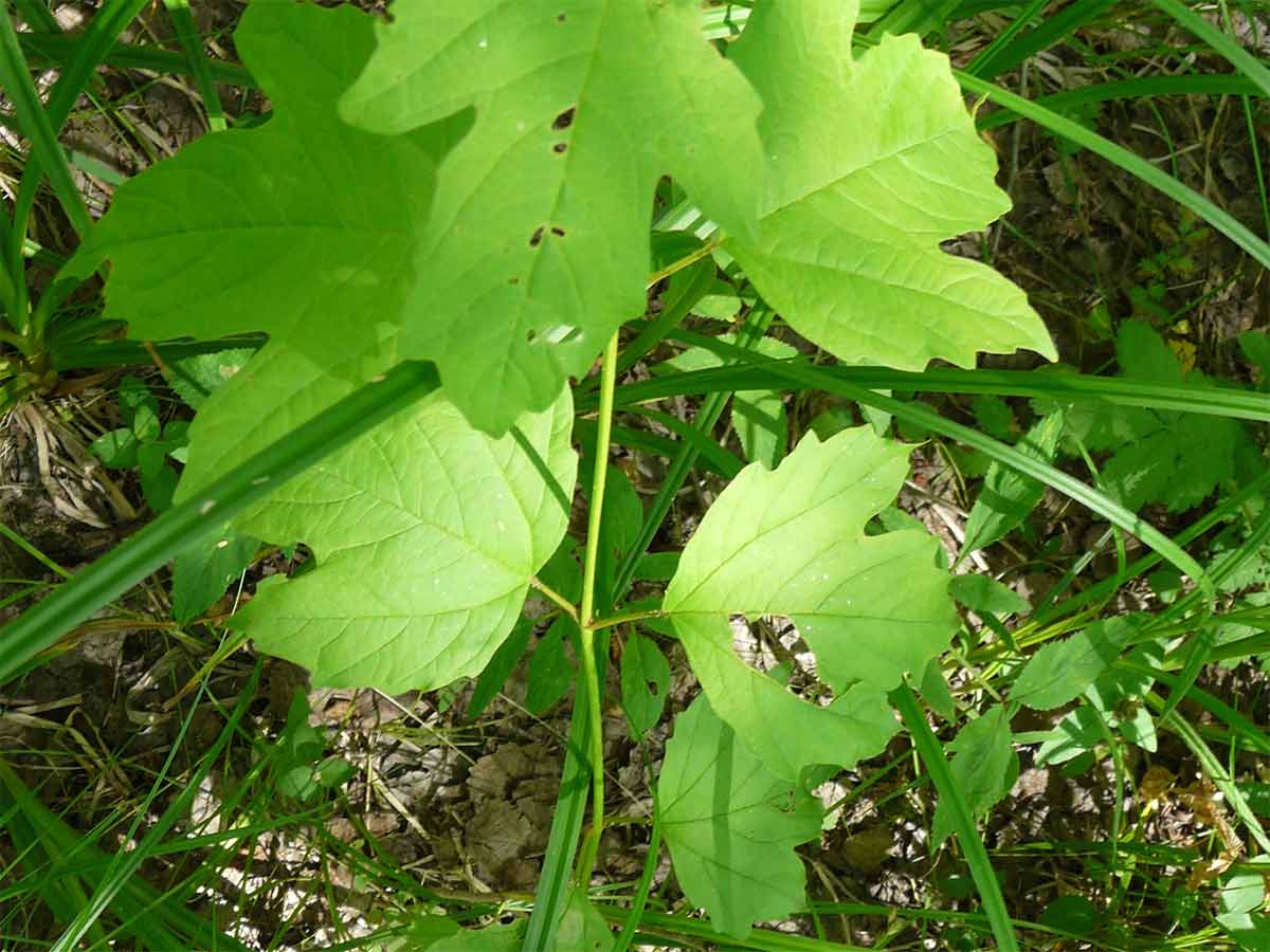 How to grow Guelder Rose Grow Native Trees from Seed