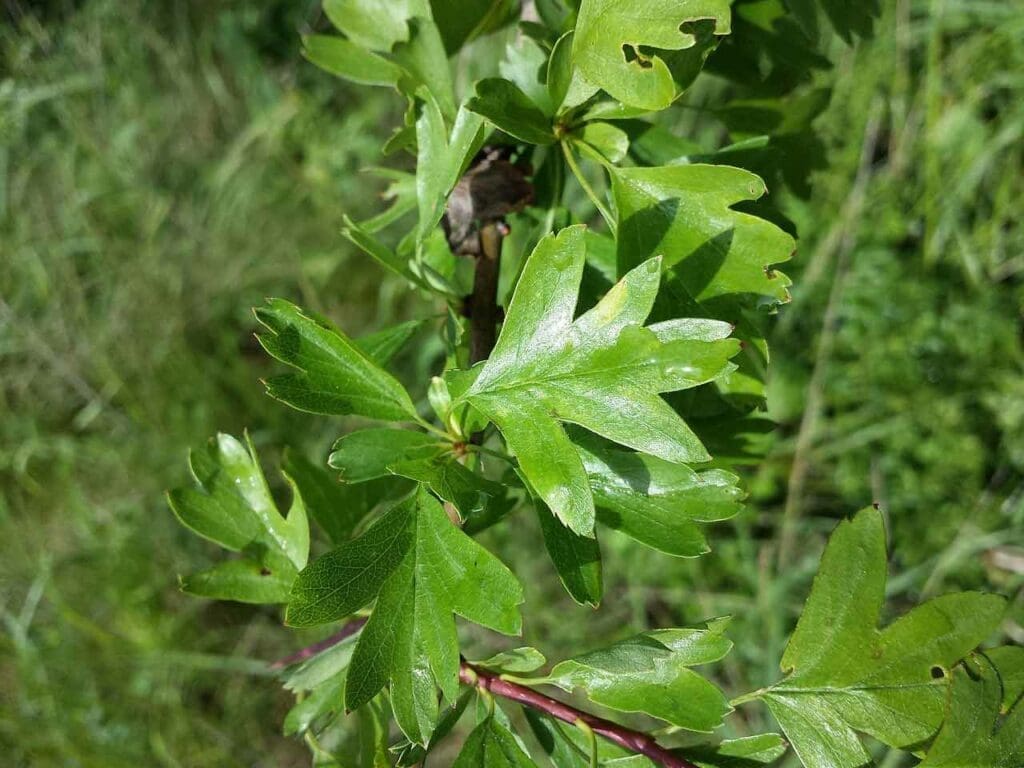 A hawthorn sapling