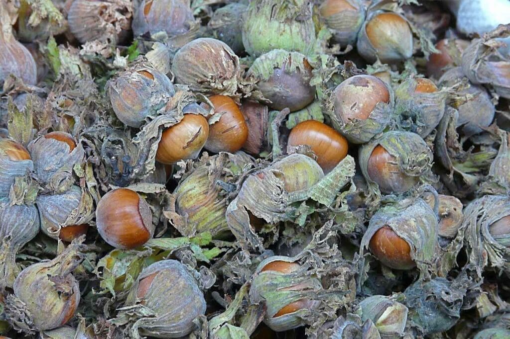 Hazelnuts after collection