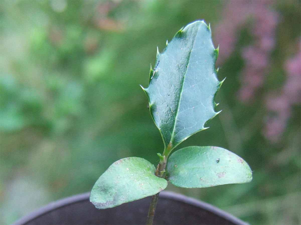 How to Grow Holly Trees From Seed A Recipe to Success