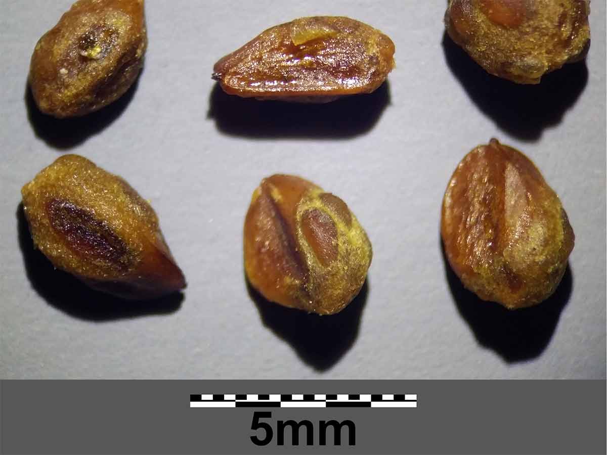 How to grow Juniper Grow Native Trees from Seed