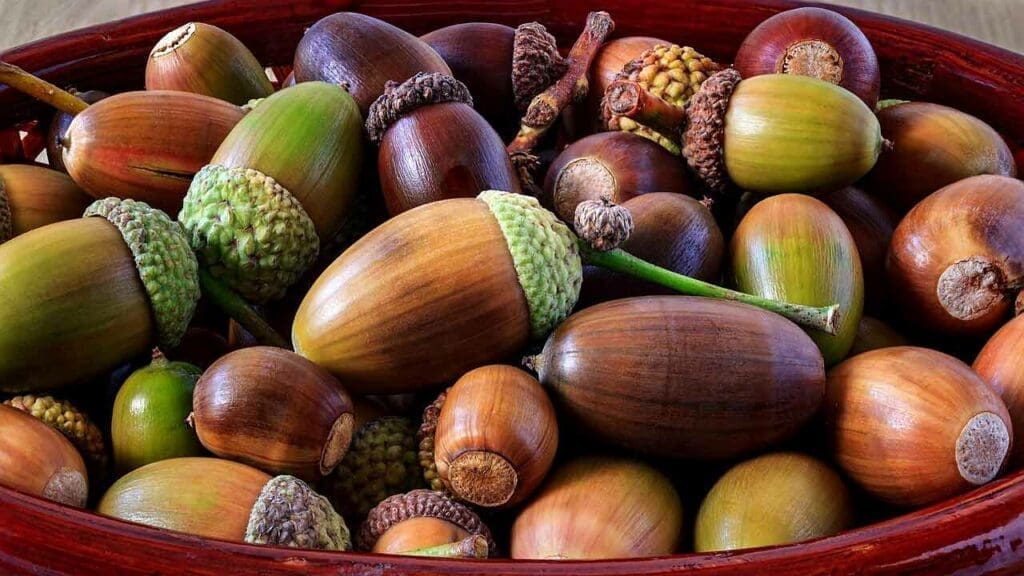 Pedunculate oak acorns in a basket