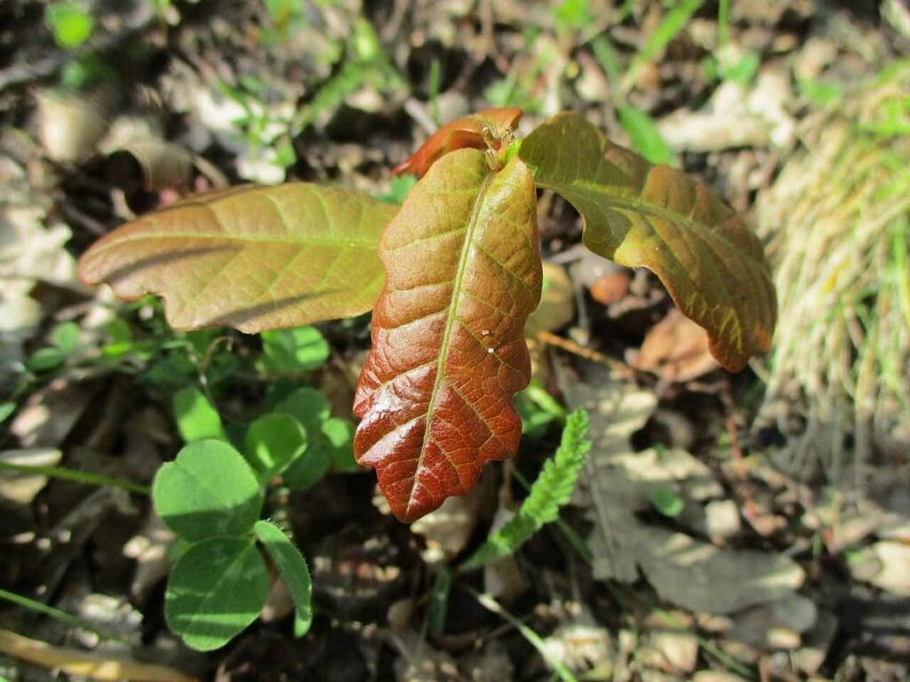 Pedunculate oak seedling