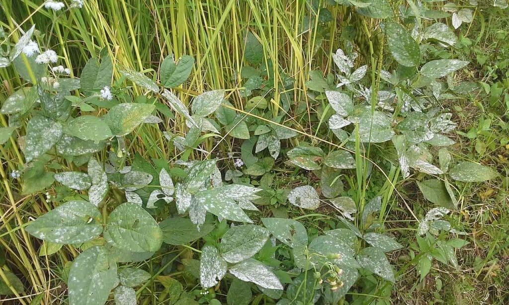 Powdery mildew (on bean leaves)