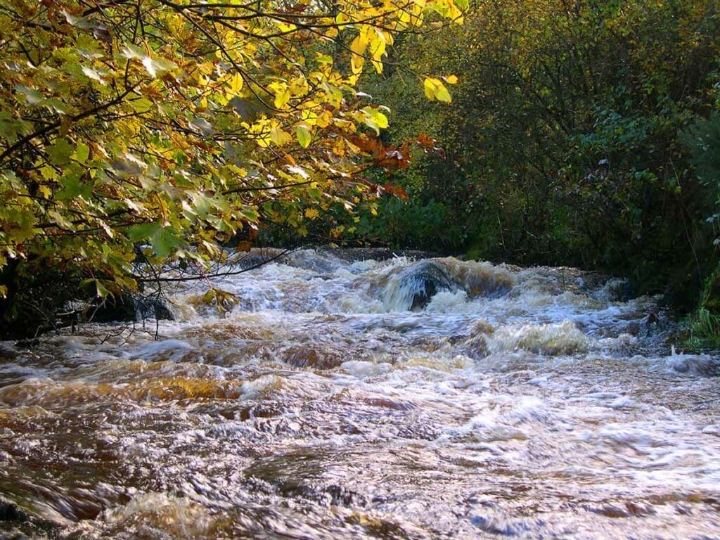 A river cutting through an autumn woodland