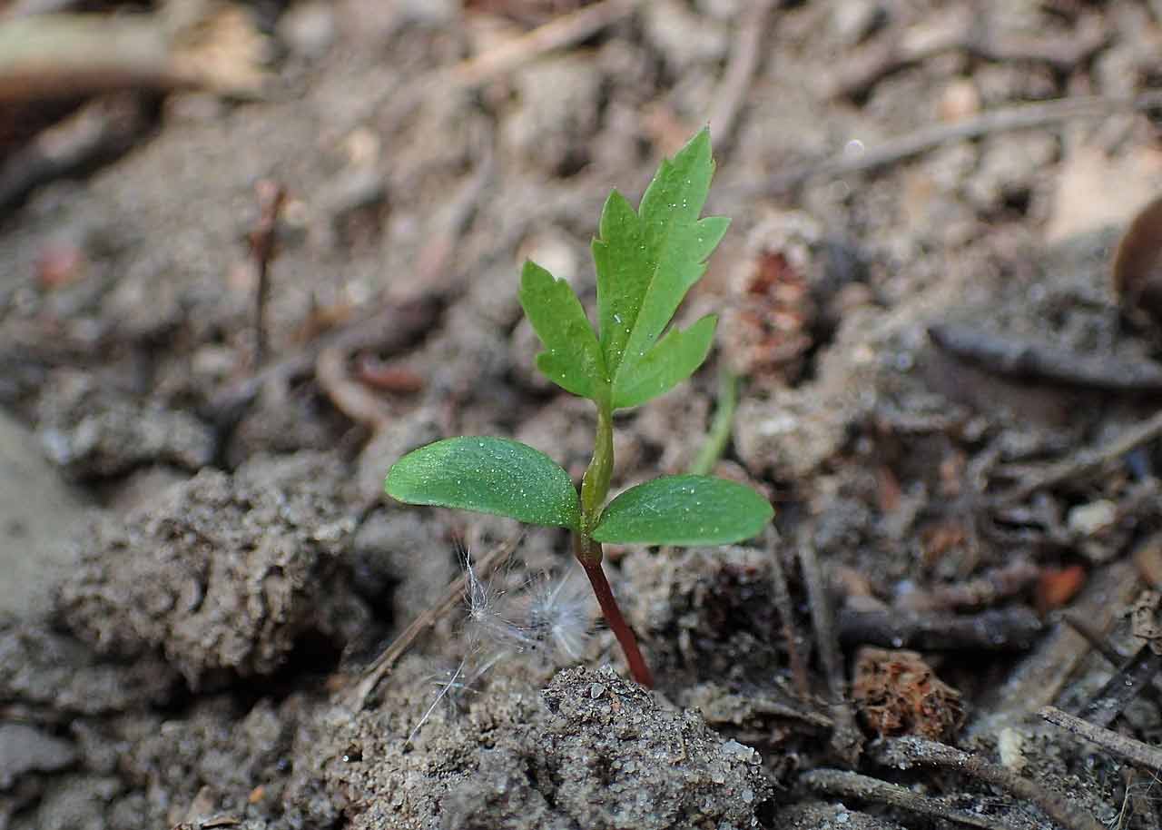 How To Grow A Rowan Tree (Mountain Ash)